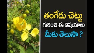Thangedu Puvvu: తంగేడు పువ్వు టీ తో సూపర్ బెనిఫిట్స్