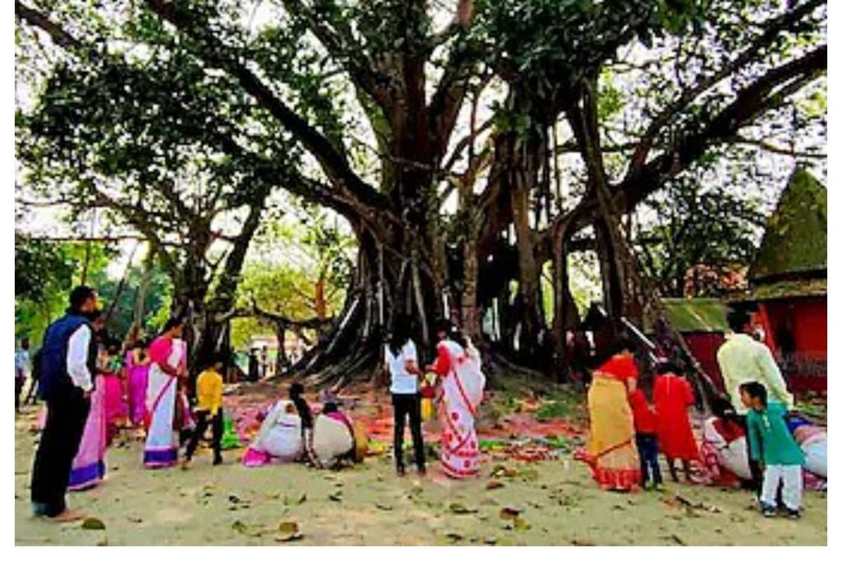 Auspicious Plants: ఈ వృక్షాన్ని పూజిస్తే సంతానం లేని వారికి సంతానం కలుగుతుంది..!