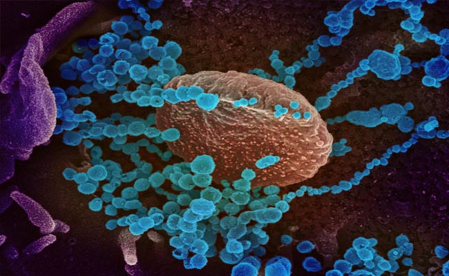 Covid 19 Omicron : కోవిడ్ 19 ఒమిక్రాన్.. అది నమ్మితే నట్టేట్లో మునగాల్సిందే.!