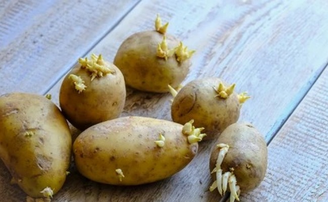 Potatos Side Effects: మొలక వచ్చిన బంగాళదుంపలు తింటున్నారా.. ఈ సమస్యలు తప్పవు!