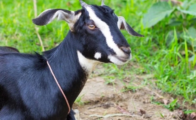 New Year celebrations: వామ్మో.. న్యూ ఇయర్ దావత్ కోసం దొంగగా మారిన పోలీస్.. మరి ఇంత కక్కర్థా!