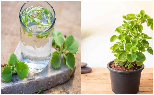 Ajwain Leaves Water: శీతాకాలంలో చిన్న పిల్లలకు దివ్య ఔషదంగా పని చేసే ఈ మొక్క ప్రతి ఇంట్లో తప్పనిసరిగా ఉండాలి..!