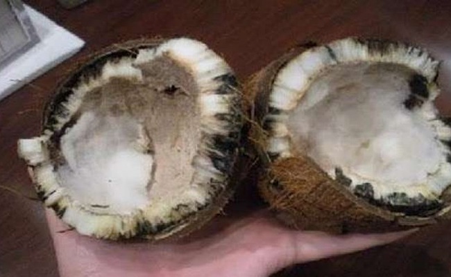 Scientific Fact: కొబ్బరి కాయ కుళ్లిపోతే అరిష్టమా.. ఇందులో నిజమెంత..?