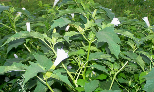 Lord Shiva: కుజదోషం ఉన్నవారు ఈ పువ్వుతో శివుడికి అభిషేకం చేస్తే చాలు?