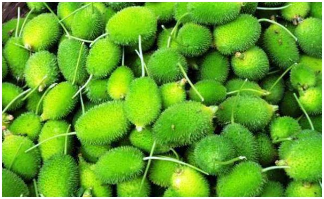 Spiny Gourd Benifits: వ్యాధి నిరోధక శక్తి పెరగాలంటే.. బోడ కాకర తినాల్సిందే!
