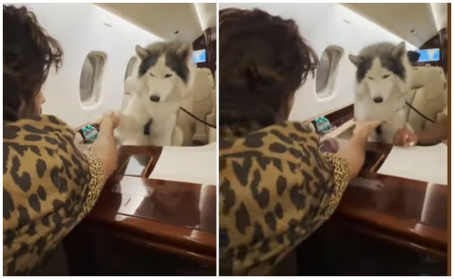 Vijay Deverakonda: పెంపుడు కుక్కని చార్టెడ్ ఫ్లైట్ లో తీసుకెళ్లిన రౌడీ హీరో.. వీడియో వైరల్?