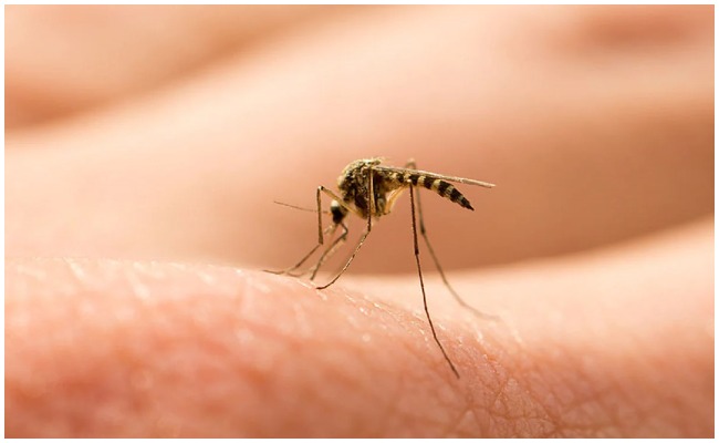 Mosquito Bite: దోమలు మిమ్మల్ని ఎక్కువగా కుడుతున్నాయా…దాని వెనుక ఉన్న పెద్ద రహస్యం ఇదే..!