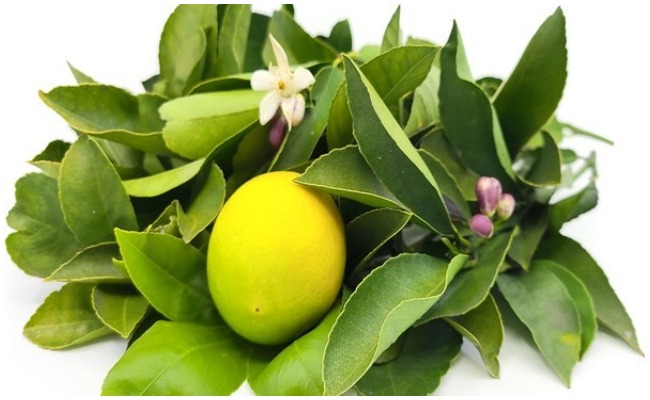 Health Benefits: మైగ్రెన్, డయాబెటిస్ నుంచి విముక్తి పొందాలంటే ఈ ఆకులు ఎంతో ప్రయోజనకరం?