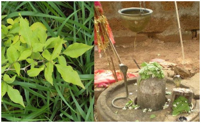 Devotional: శివయ్యకి ఇష్టమైన బిల్వ వృక్షాన్ని ఇంటి ఆవరణంలో పెంచుకోవచ్చా?