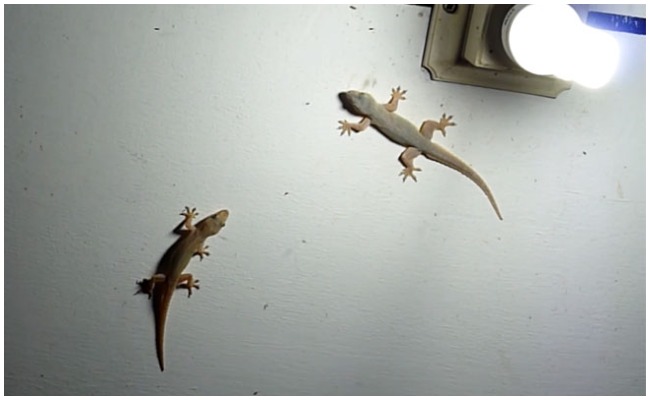 మీ ఇంట్లో బల్లులు ఉన్నాయా.. బల్లి ఇంట్లో చనిపోతే ఏమవుతుందో తెలుసా?