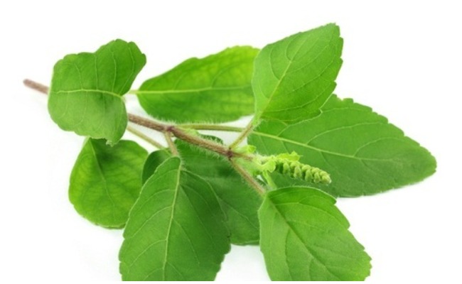 Thulasi Side Effects: తులసి ఆకుల వల్ల ఇన్ని ఆరోగ్య సమస్యలా? తెలిస్తే షాక్ అవుతారు..!