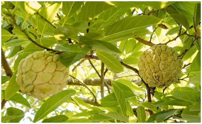 శీతాకాలంలో ఈ పండ్లను ఆహారంగా తీసుకుంటే ఏం జరుగుతుందో తెలుసా?