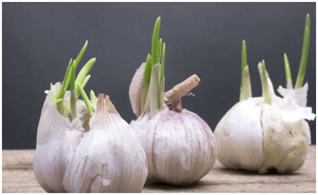 నడుం నొప్పి వెన్ను నొప్పి సమస్యతో బాధపడుతున్నారా…. వెల్లుల్లితో సమస్యకు చెక్ పెట్టండి!