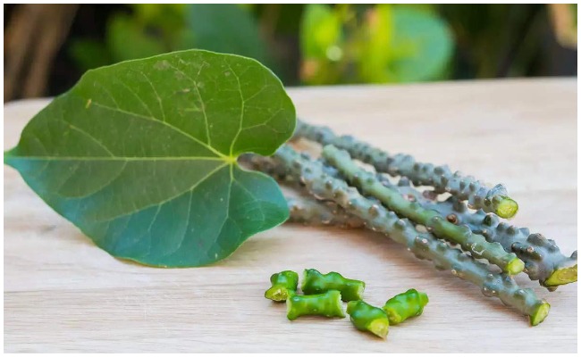 తిప్పతీగ వల్ల ఇన్ని ఆరోగ్య ప్రయోజనాలా.. ఉపయోగాలు తెలిస్తే షాకవ్వాల్సిందే?