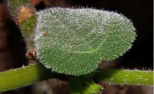 Suicide Plant : సూసైడ్ ప్లాంట్: మొక్కే కదా పీకేద్దామనుకుంటున్నారా.? అయితే సచ్చారే.!