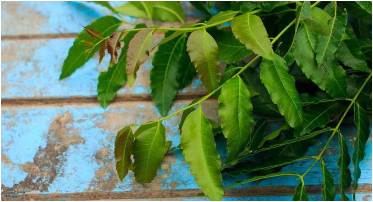 Health Tips: వేపాకుతో స్నానం చేయడం వల్ల ఏం జరుగుతుందో తెలుసా?