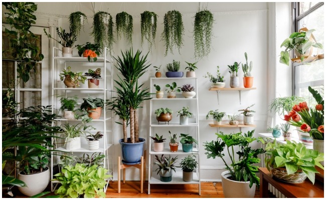 Health Tips: ఇంటి లోపల మొక్కలు నాటితే ఏం జరుగుతుందో తెలుసా? పరిశోధనలలో ఆసక్తికర విషయాలు వెల్లడి..!