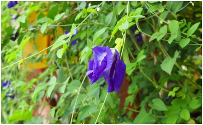 Health Tips: శంఖు మొక్క వల్ల కలిగే ఆరోగ్య ప్రయోజనాలు గురించి తెలిస్తే ఆశ్చర్యపోతారు..!