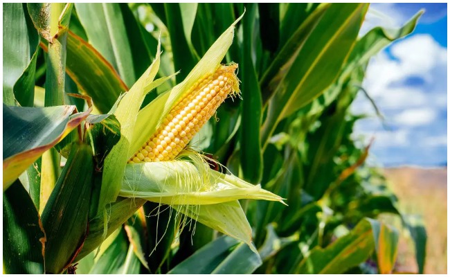 Health Tips: మొక్కజొన్నతో కలిగే ఆరోగ్య ప్రయోజనాలు గురించి తెలిస్తే ఆశ్చర్యపోవాల్సిందే!