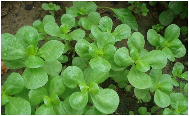 Health Tips: గంగపాయల ఆకు వల్ల కలిగే ఆరోగ్య ప్రయోజనాలు గురించి తెలిస్తే షాక్ అవుతారు..!