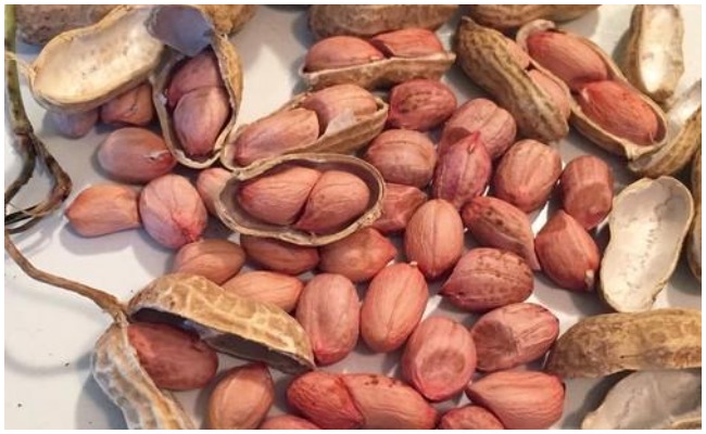 Health Tips: వేరుసెనగ లతో ఇన్ని ఆరోగ్య ప్రయోజనాలా..? తెలిస్తే ఆశ్చర్యపోతారు…!