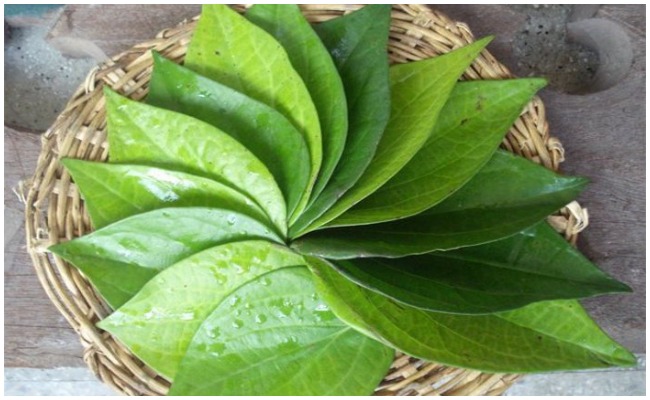 తమలపాకులు ఈ విధంగా ఉపయోగిస్తే కలిగే లాభాలు తెలిస్తే ఆశ్చర్య పోవాల్సిందే!