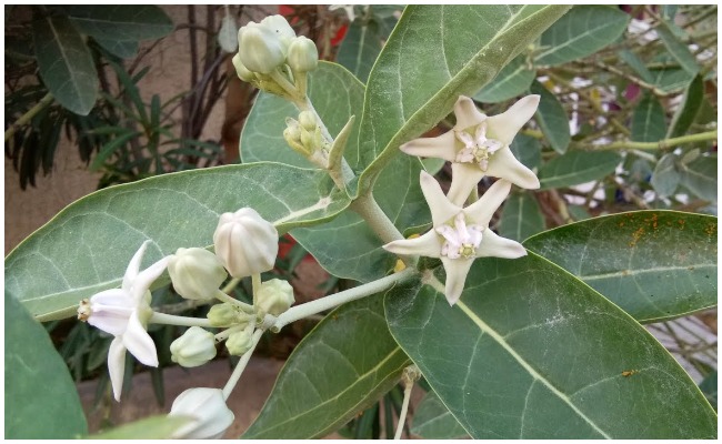 Health Tips: తెల్ల జిల్లేడు ఆకులతో కీళ్ల నొప్పులకు చెక్ పెట్టండిలా…!