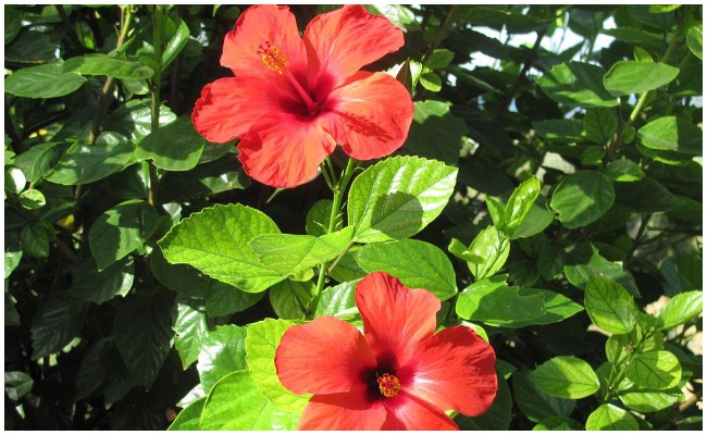 మందారం ఆకులు, పూలతో ఇన్ని ప్రయోజనాల… ఇలా చేస్తే సమస్యలన్నీ దూరం?