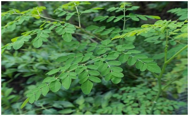 మనలో తలెత్తే అన్ని అనారోగ్య సమస్యలకు చక్కటి పరిష్కారాలు ఈ ఆకుల్లో లభిస్తాయనీ తెలుసా?