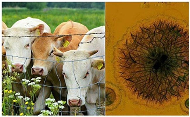 Health Tips: పశువులతో పాటు మనుషులకు ప్రమాదకరంగా మారిన” బ్రూసెల్లోసిస్” వ్యాది..!