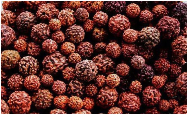 Rudrakshalu: నకిలీ రుద్రాక్షలు కొని మోసపోతున్నారా.. రుద్రాక్షలు నకిలీనా,కాదా ఇలా తెలుసుకోండి?