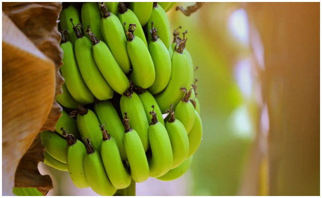 Banana Benifits: పచ్చి అరటి పండుతో ఇన్ని ఆరోగ్య ప్రయోజనాలా? తెలిస్తే ఆశ్చర్యపోతారు..!