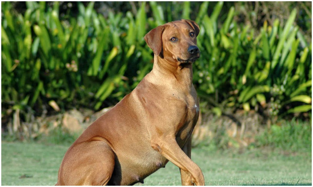 Vastu Tips: బయటకు వెళ్ళేటప్పుడు కుక్క ఎదురుగా వచ్చిందా… దేనికి సంకేతమో తెలుసా?