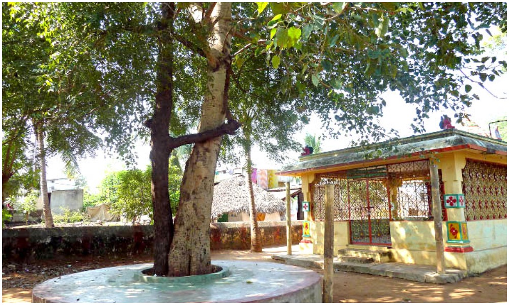 గుడిలో రావి చెట్టు, వేప చెట్టు ఎందుకు కలిసే పెరుగుతాయి?