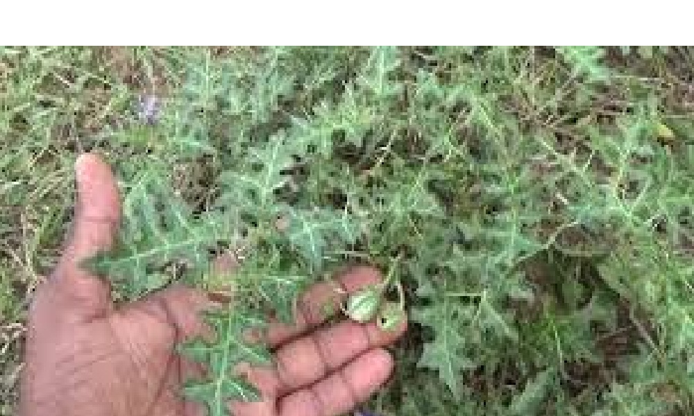 పిచ్చి మొక్క అని పక్కన పడేస్తున్నారా.. ప్రయోజనాలు తెలిస్తే అసలు వదిలిపెట్టరు?