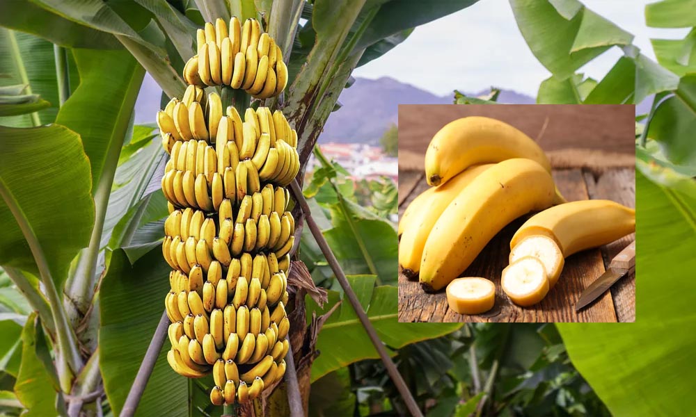 అరటి పండ్లు ఈ వ్యాధులతో బాధపడేవారు తినకపోవడం మంచిది?