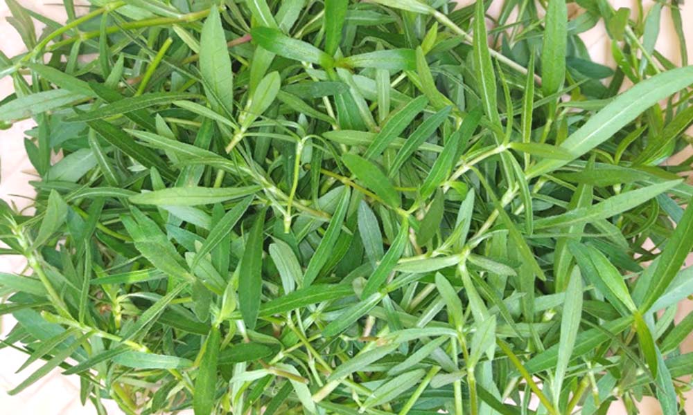 కంటి అలర్జీలు, శ్వాస సమస్యలతో సతమతమవుతున్నారా… ఈ ఆకుకూరతో చెక్ పెట్టండి!