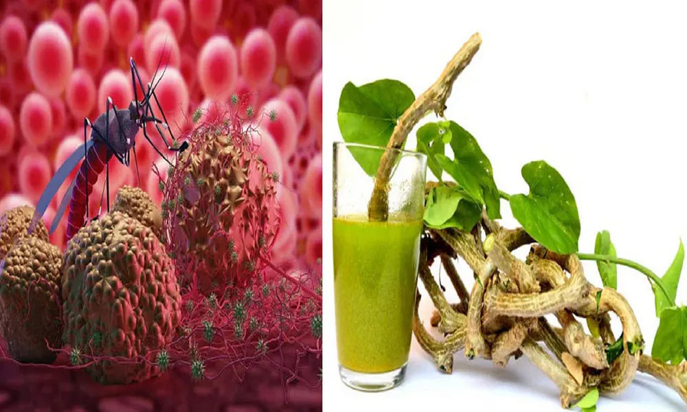 డెంగ్యూ జ్వరం నివారణలో కీలకంగా ఆయుర్వేద వన మూలికలు…ఇలా ఉపయోగిస్తే సరి!