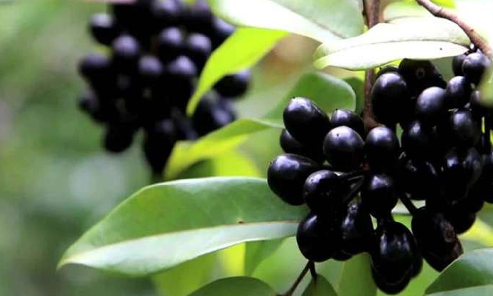 ఆరోగ్యానికి మంచిదని నేరేడు పండ్లు అతిగా తింటున్నారా…? జాగ్రత్త సుమీ!