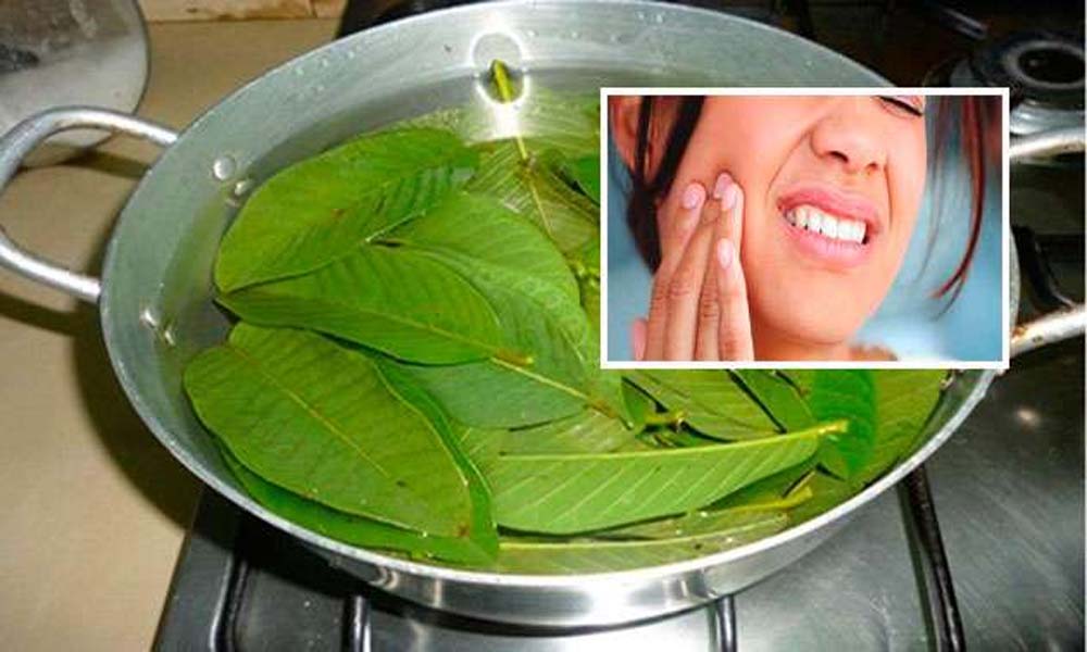 పంటి సమస్యలలతో సతమతం అవుతున్నారా.. జామ ఆకుతో సమస్యకు చెక్ పెట్టండి!