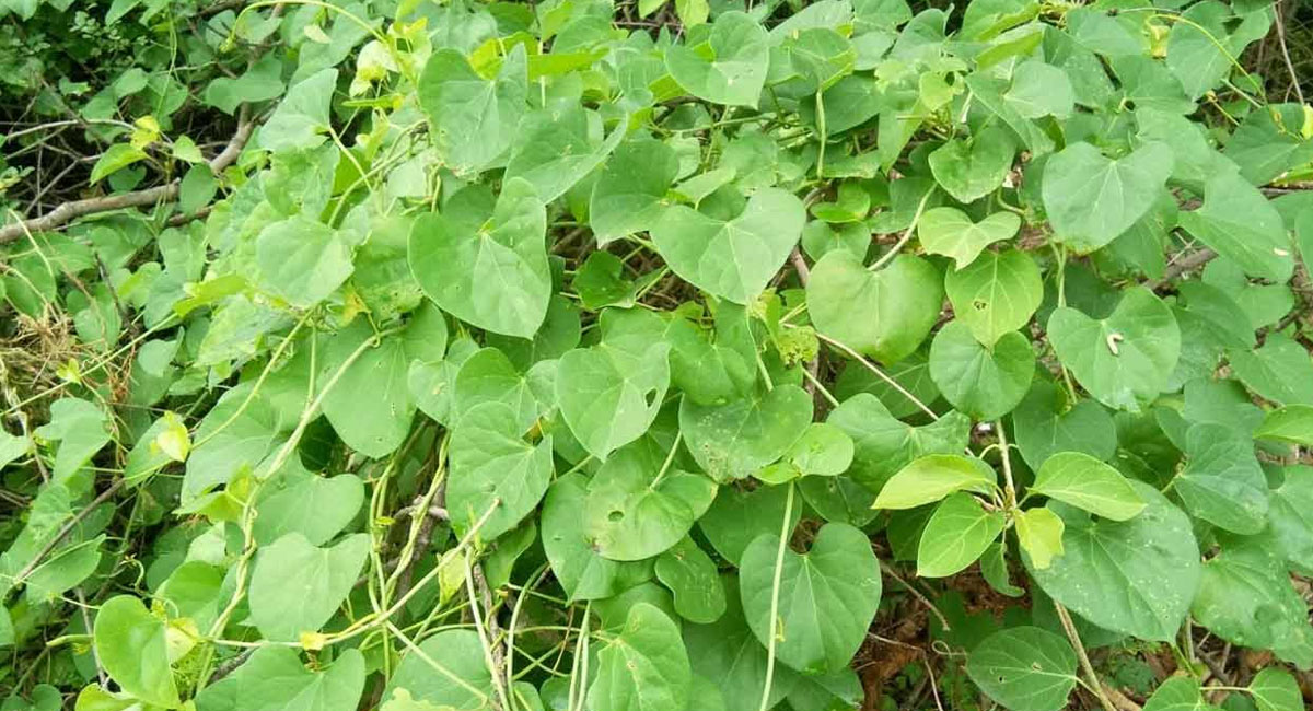 తిప్పతీగతో దిమ్మతిరిగే బెనిఫిట్స్.. రోజు 2 ఆకులు నమిలితే ఎన్ని ఉపయోగాలో?