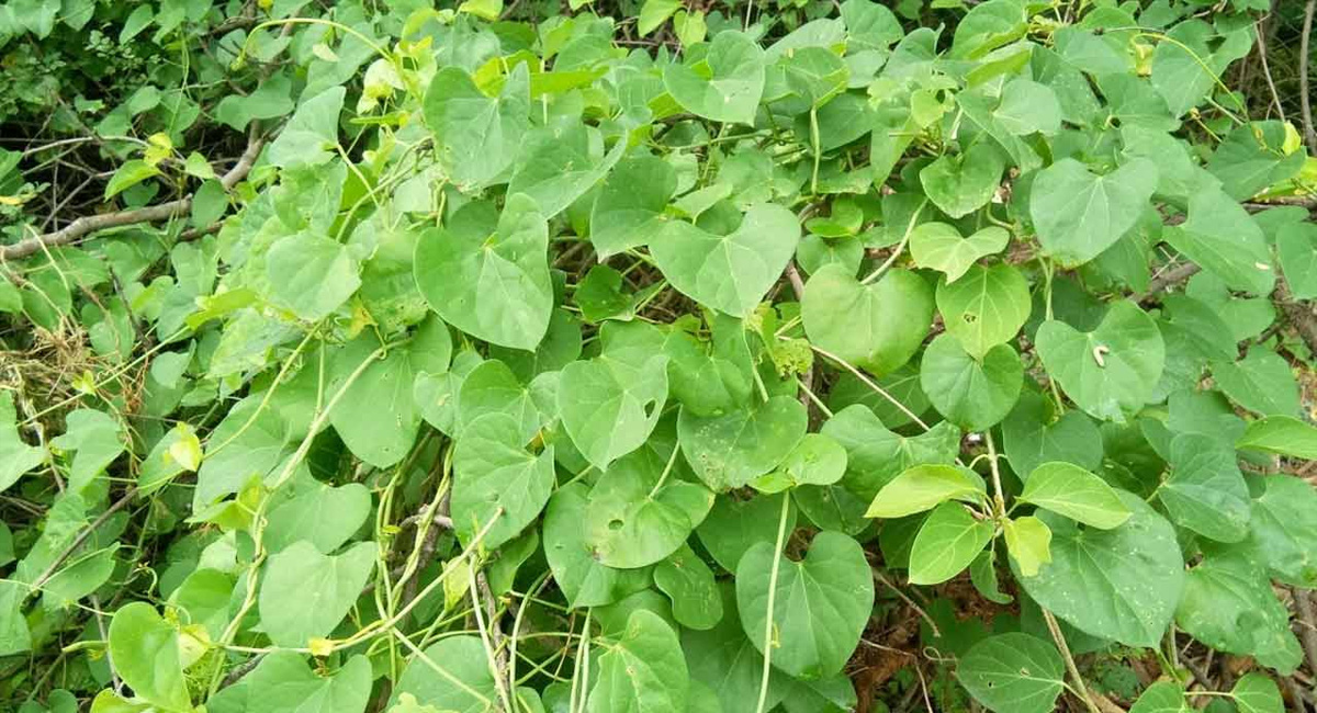 తిప్పతీగ వల్ల నమ్మలేని ఆరోగ్య ప్రయోజనాలు.. ఇంతకూ అవేటంటే!