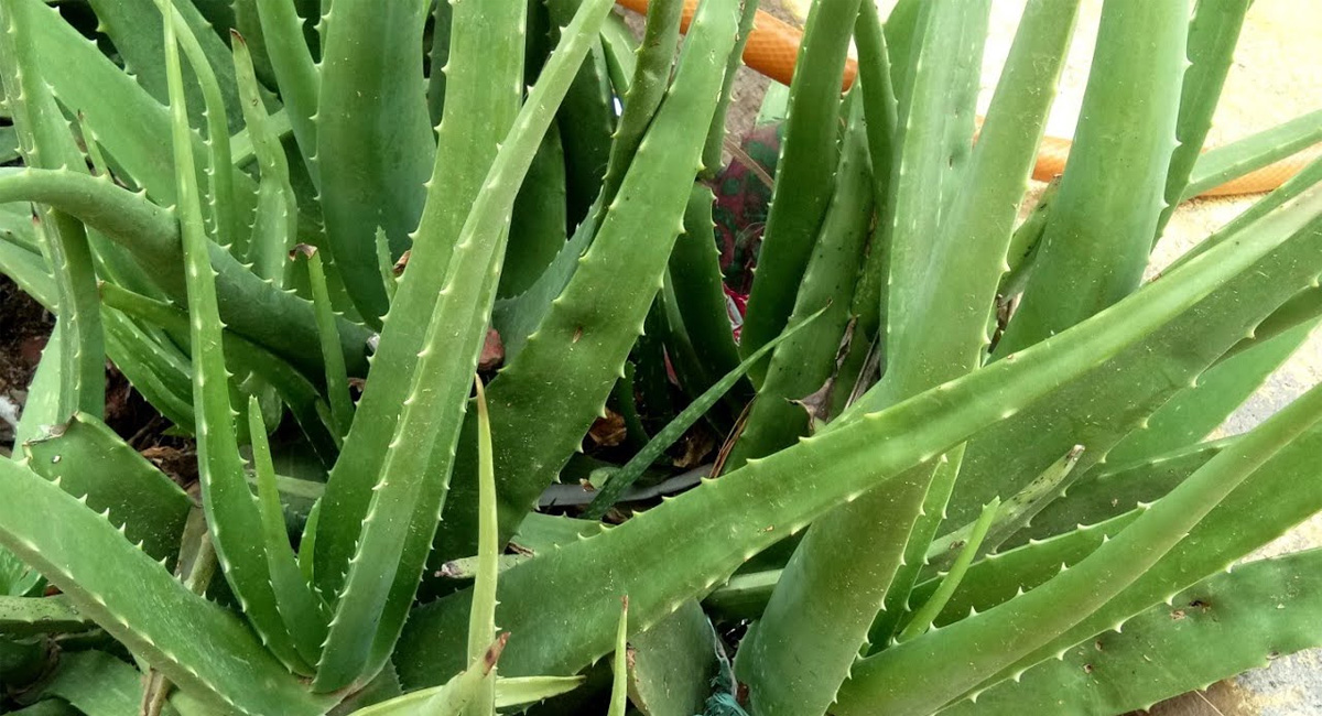 అలోవెరా గుజ్జులో ఉన్న రహస్యం తెలిస్తే ఆశ్చర్య పోవాల్సిందే?