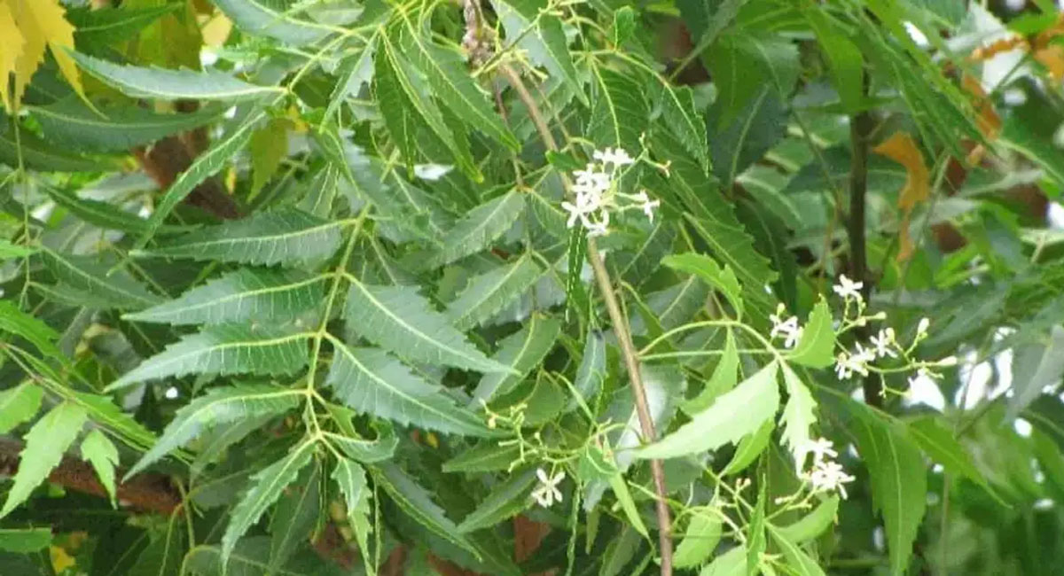 ప్రతి పనిలో విజయం సాధించాలా అయితే ఈ చెట్టుతో ఇలా చేయండి!