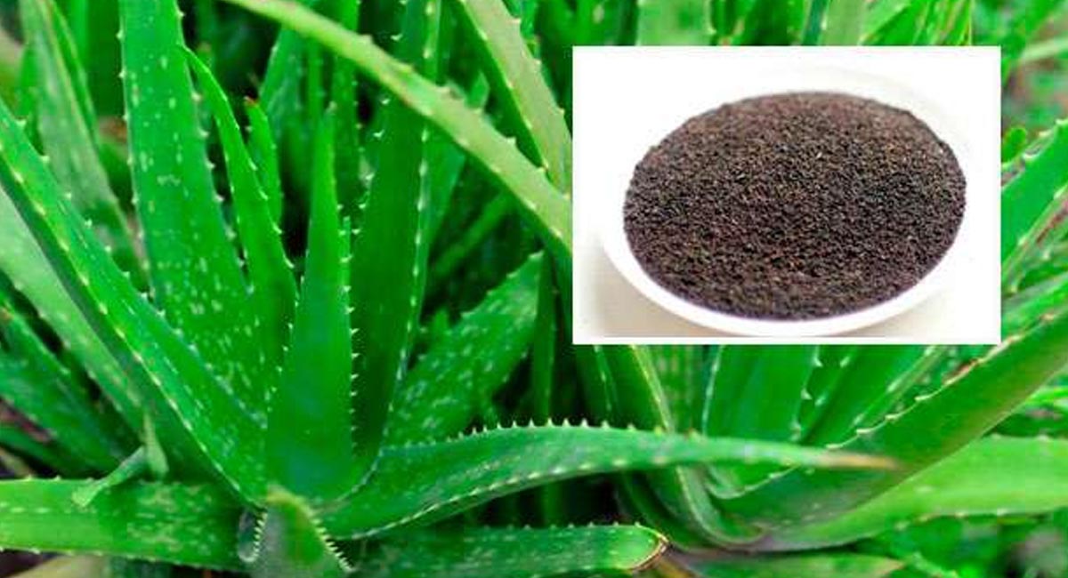 కలబంద గుజ్జును వీటితో కలిపి సేవిస్తే.. అద్భుతమైన ఆరోగ్య ప్రయోజనాలు మీ సొంతం..?