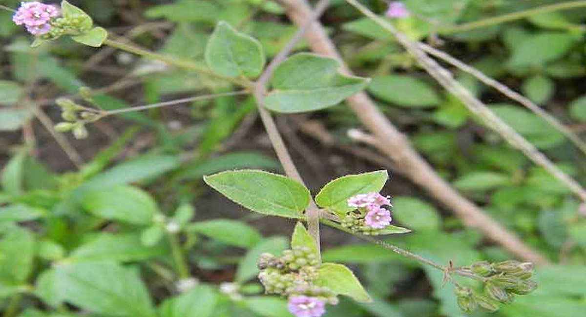 ఈ కషాయాన్ని సేవిస్తే… కిడ్నీ సమస్యలన్నిటికీ చెక్ పెట్టొచ్చు?