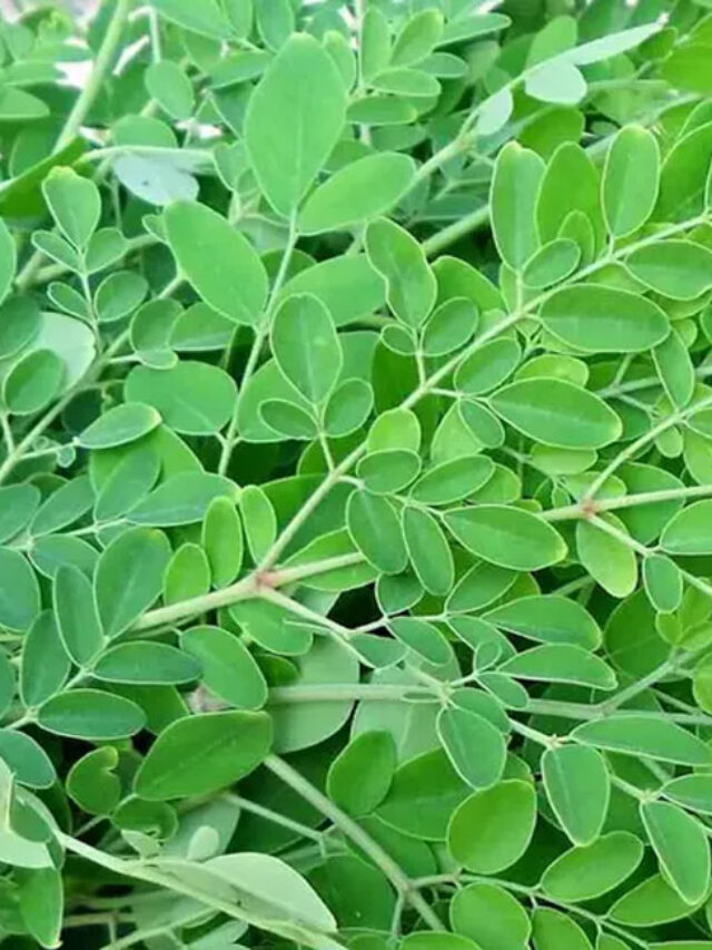 ఈ ఆకుల కషాయాన్ని సేవిస్తే..! డయాబెటిస్, కిడ్నీ ఇన్ఫెక్షన్, డిప్రెషన్ వంటి సమస్యలు అదుపులో ఉంటాయి..