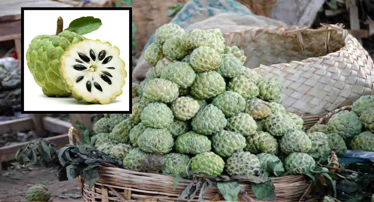 ఈ సమస్యతో బాధపడుతున్నారా… అయితే సీతాఫలానికి దూరంగా ఉండాల్సిందే?