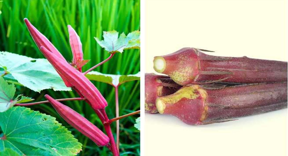 శరీరంలో క్యాన్సర్ కణాల నియంత్రణలో బెండకాయ పాత్ర తెలిస్తే ఆశ్చర్య పోవాల్సిందే!