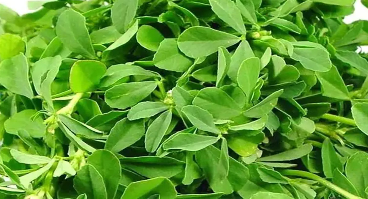 మెంతి ఆకు కషాయాన్ని సేవిస్తే లాభమా.? నష్టమా.?